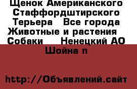 Щенок Американского Стаффордштирского Терьера - Все города Животные и растения » Собаки   . Ненецкий АО,Шойна п.